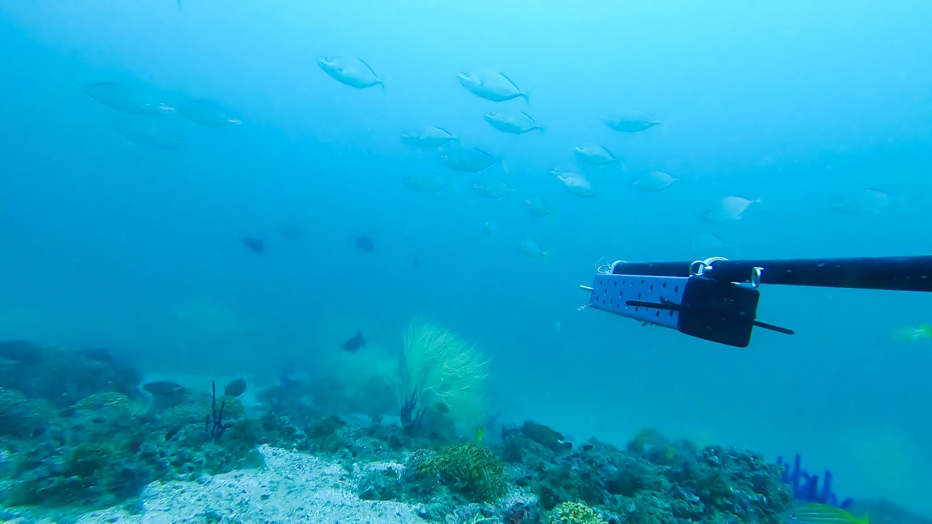Benchmark ecological survey of the Al Qalqali MPA image 2