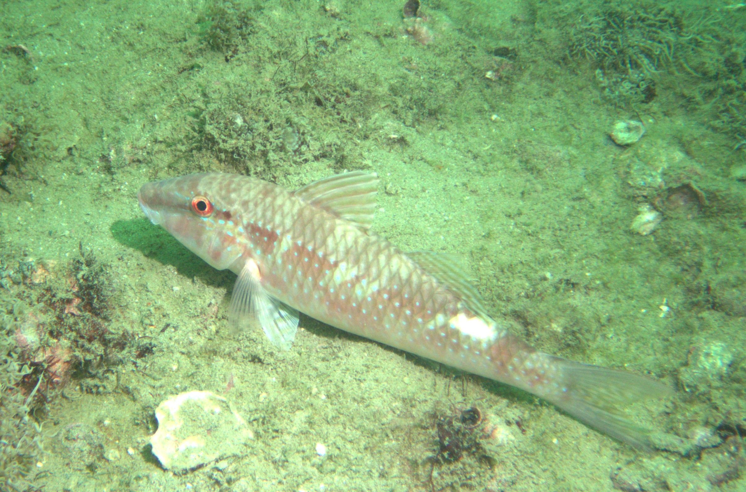 Microplastics and Heavy Metal Bioaccumulation in Coastal Fish of Sharjah