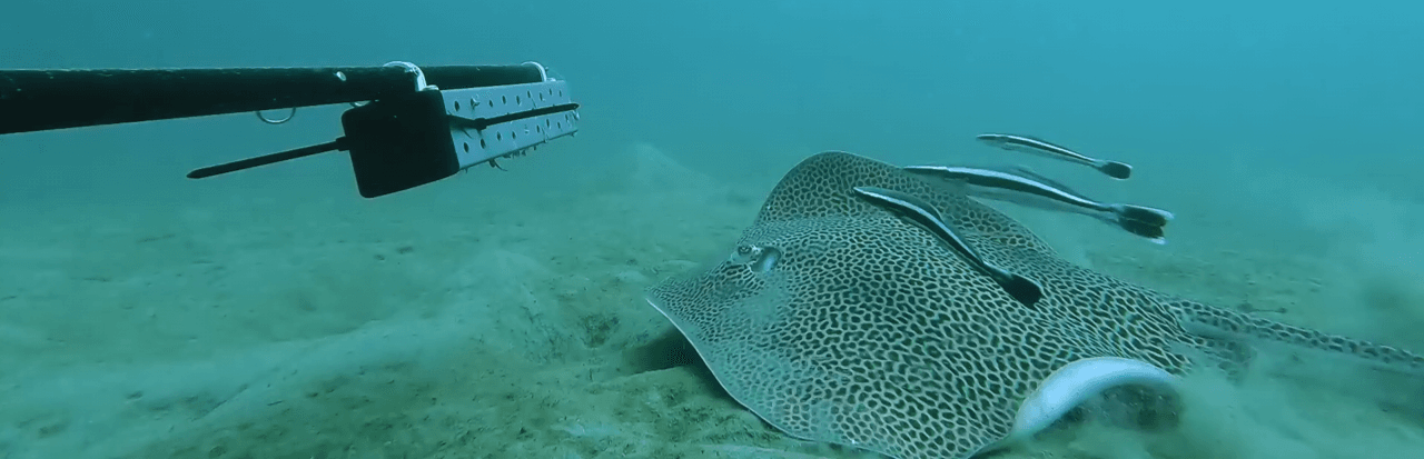 In-Situ Imaging Platforms (ROV, BRUVs, UW Cameras)