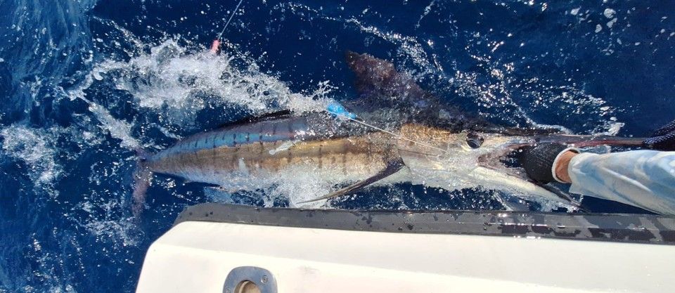 Spatial ecology of pelagic predators in the Arabian Sea